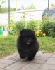Photo №2 to announcement № 7545 for the sale of pomeranian - buy in Russian Federation breeder