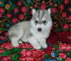 Additional photos: Siberian Husky puppies