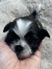 Photo №2 to announcement № 47073 for the sale of shih tzu - buy in Poland breeder