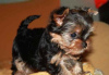 Photo №1. yorkshire terrier - for sale in the city of Kiev | 182$ | Announcement № 7907