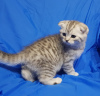 Photo №2 to announcement № 43522 for the sale of scottish fold - buy in Belarus private announcement