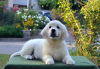 Photo №4. I will sell golden retriever in the city of Zaporizhia. from nursery - price - negotiated