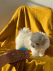 Photo №3. Cute Maltese puppies available for free adoption. Germany