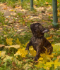 Photo №3. French Bulldog (RKF / FCI) - reverse brindle for show. Russian Federation