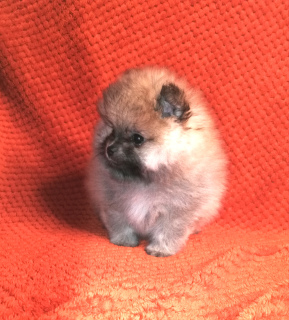 Photo №4. I will sell pomeranian in the city of Ufa. breeder - price - 649$