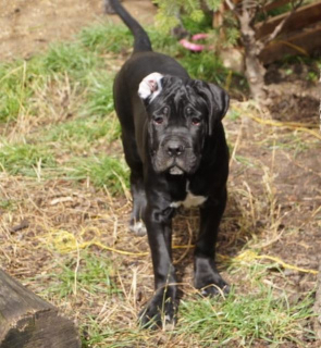 Photo №3. Cane Corso puppies for sale. Russian Federation