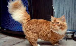 Photo №1. Mating service - breed: minuet cat longhair. Price - negotiated