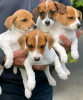 Photo №2 to announcement № 120691 for the sale of jack russell terrier - buy in Belgium private announcement, breeder