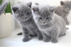 Photo №2 to announcement № 121850 for the sale of british shorthair - buy in Turkey 