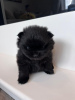 Photo №4. I will sell pomeranian in the city of Флорида Сити. private announcement - price - 400$