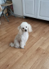 Photo №4. I will sell poodle (toy) in the city of Tallinn. private announcement - price - 740$