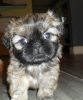 Photo №2 to announcement № 90359 for the sale of shih tzu - buy in Germany private announcement