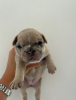 Photo №3. Full Kennel club registered pedigree French bull dog puppies. United States