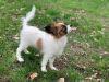 Additional photos: CONTINENTAL TOY SPANIEL/PAPILLON