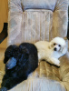 Photo №3. toy poodle puppies. Estonia