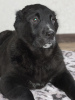 Photo №1. central asian shepherd dog - for sale in the city of Poltava | negotiated | Announcement № 9137