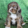 Photo №1. american cocker spaniel - for sale in the city of Barranquilla | 175$ | Announcement № 45705