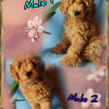Photo №1. poodle (dwarf) - for sale in the city of Dnipro | negotiated | Announcement № 14697