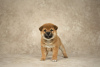 Photo №4. I will sell shiba inu in the city of Tula. from nursery - price - 781$