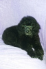 Photo №2 to announcement № 16728 for the sale of poodle (dwarf) - buy in Ukraine private announcement