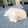 Photo №2 to announcement № 11107 for the sale of pomeranian - buy in Saudi Arabia private announcement