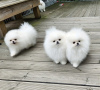 Additional photos: KC White Pomeranian