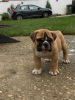 Additional photos: English bulldog