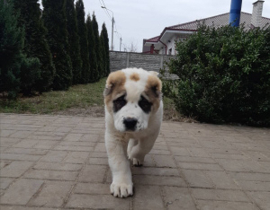 Photo №1. central asian shepherd dog - for sale in the city of Brest | Negotiated | Announcement № 5144