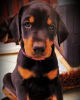 Photo №1. dobermann - for sale in the city of Stockholm | 475$ | Announcement № 78823