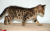 Photo №1. savannah cat - for sale in the city of Манчестер | 211$ | Announcement № 123515