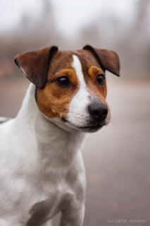 Photo №4. Mating jack russell terrier in Belarus. Announcement № 1318