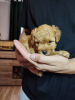 Additional photos: Yorkiepoo (York & Toy Poodle) puppy with pedigree.