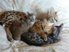 Photo №2 to announcement № 99606 for the sale of savannah cat - buy in United States private announcement, from nursery, from the shelter