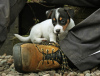 Photo №3. Reinrassige Jack Russell-Welpen mit Stammbaum im Miniaturformat. Germany