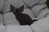 Photo №2 to announcement № 119944 for the sale of devon rex - buy in Germany private announcement, breeder