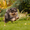 Photo №2 to announcement № 7855 for the sale of pomeranian - buy in Russian Federation from nursery, breeder