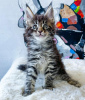 Photo №1. maine coon - for sale in the city of New York | 250$ | Announcement № 114859