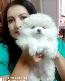 Photo №2 to announcement № 3115 for the sale of pomeranian - buy in Russian Federation breeder