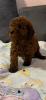 Photo №2 to announcement № 119902 for the sale of poodle (toy) - buy in Serbia breeder