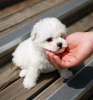 Photo №1. bichon frise - for sale in the city of Graz | negotiated | Announcement № 53352