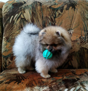 Photo №4. I will sell pomeranian in the city of Poltava. from nursery - price - 1000$