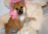 Photo №1. shiba inu - for sale in the city of Ljubljana | 264$ | Announcement № 117957