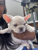 Photo №1. french bulldog - for sale in the city of Lübeck | 350$ | Announcement № 117871