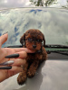 Photo №4. I will sell poodle (toy) in the city of Tallinn. from nursery - price - 1456$