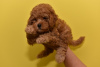 Additional photos: Miniature poodle