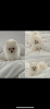 Photo №1. pomeranian - for sale in the city of Berlin | 1268$ | Announcement № 78908