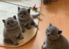 Photo №1. british shorthair - for sale in the city of Eindhoven | negotiated | Announcement № 58402