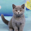 Photo №2 to announcement № 72159 for the sale of british shorthair - buy in Czech Republic breeder