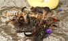 Photo №4. I will sell bengal cat in the city of Indio.  - price - 400$