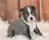 Photo №1. boston terrier - for sale in the city of Evergem | 650$ | Announcement № 55882